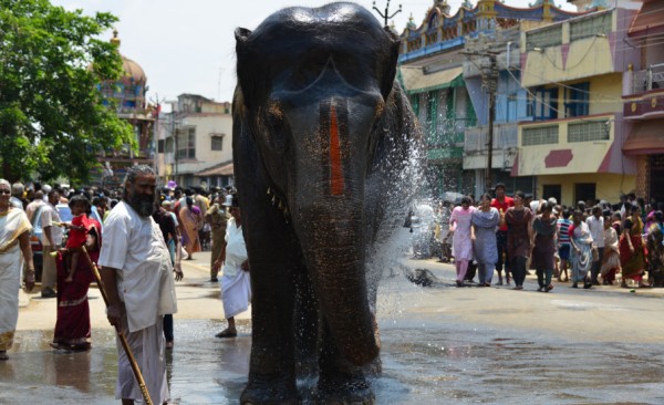 srirangam-elephant