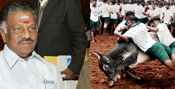 o panneerselvam jalllikattu