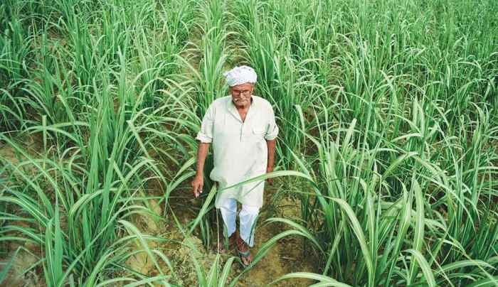 sugar-cane-farmer