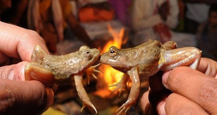frog-marriage